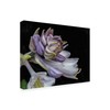 Trademark Fine Art Kurt Shaffer 'Hosta Flower Unfolding' Canvas Art, 18x24 KS01448-C1824GG
